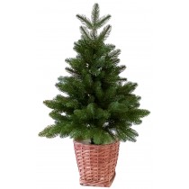 Ялина лита зелена 0,7 м у горщику з лози